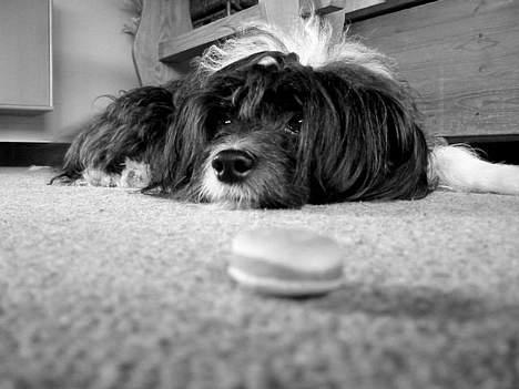 Chinese crested powder puff Milo billede 3