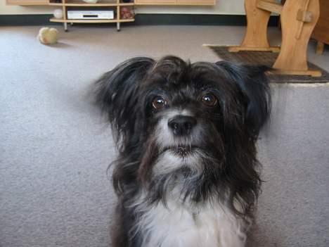 Chinese crested powder puff Milo billede 4