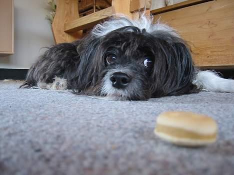 Chinese crested powder puff Milo billede 5