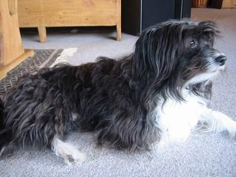 Chinese crested powder puff Milo billede 6