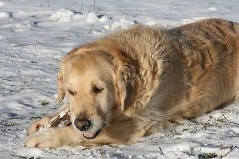 Golden retriever Fair Lady Laura - Bella † - Bella nyder lige en nedfalden gren. d. 25-1-2007 billede 8