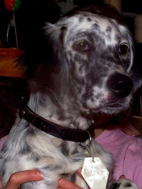 Engelsk setter Molte billede 1