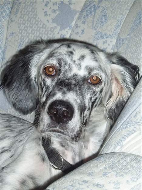 Engelsk setter Molte billede 2