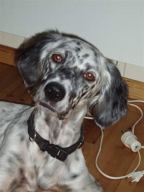 Engelsk setter Molte billede 3