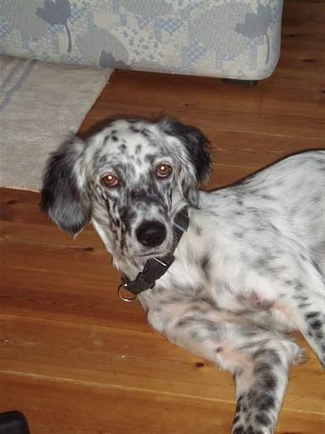 Engelsk setter Molte billede 4