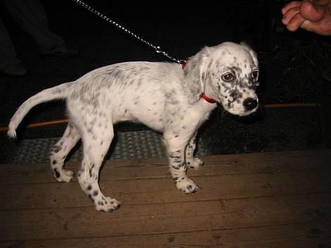 Engelsk setter Molte billede 5