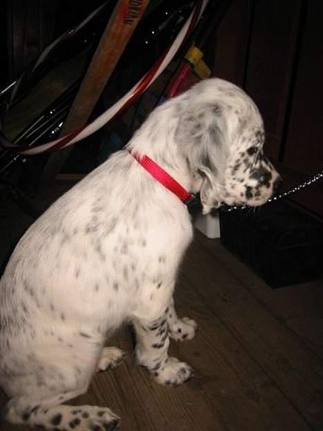 Engelsk setter Molte billede 6