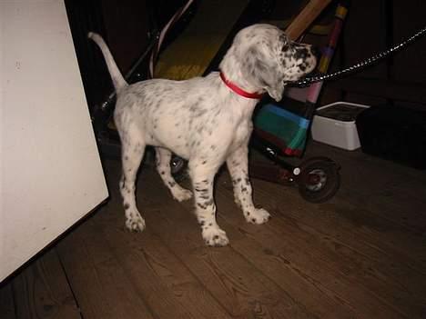 Engelsk setter Molte billede 7