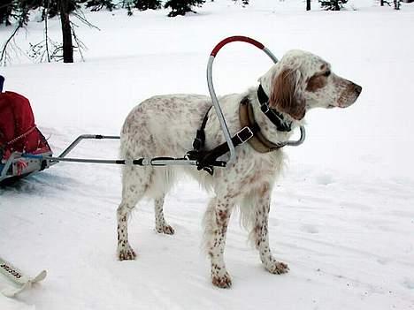 Engelsk setter Lotte billede 1