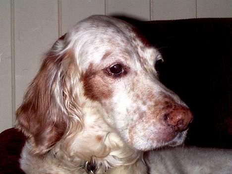 Engelsk setter Lotte billede 2