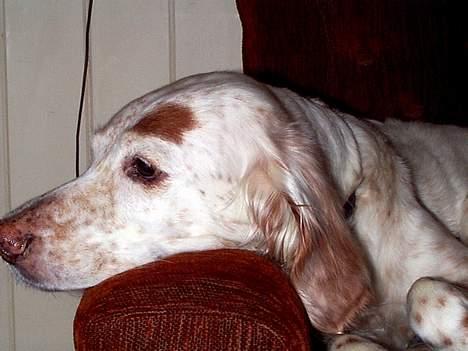 Engelsk setter Lotte billede 3