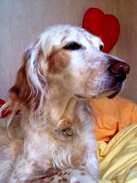 Engelsk setter Lotte billede 4