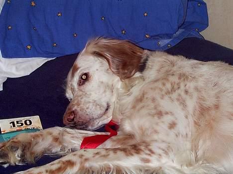 Engelsk setter Lotte billede 5