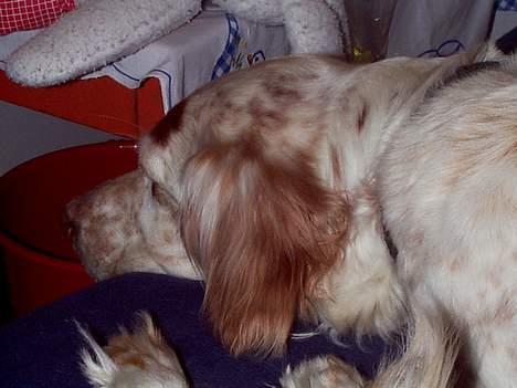 Engelsk setter Lotte billede 6