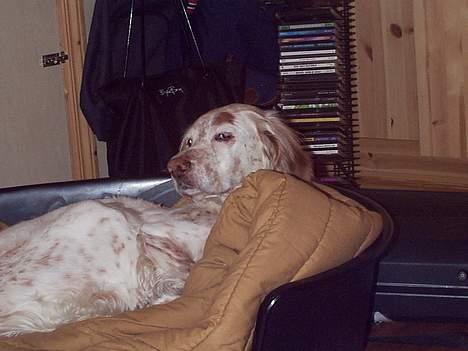 Engelsk setter Lotte billede 7