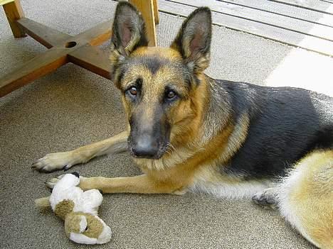 Schæferhund Leika. - leika, billede 1