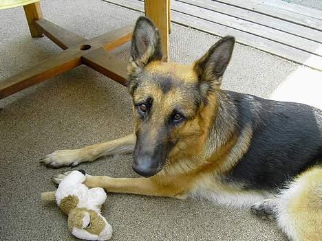 Schæferhund Leika. - leika, billede 2