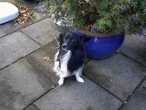 Blanding af racer Walde - aahhh vind i håret billede 2