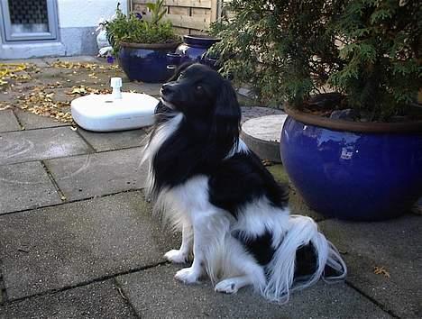 Blanding af racer Walde - Nu er jeg altså ved at blive lidt sur, gider ikke have taget flere billeder billede 3