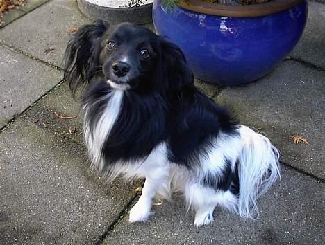 Blanding af racer Walde - Er jeg færdig nu, piv piv (man er lidt sølle nu) billede 4