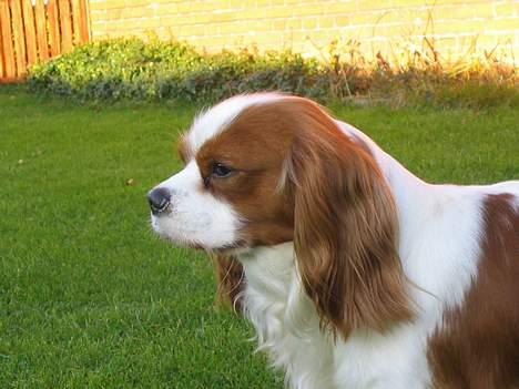 Cavalier king charles spaniel Hans Jørgen billede 1