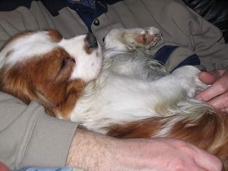 Cavalier king charles spaniel Hans Jørgen billede 2