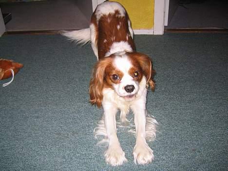 Cavalier king charles spaniel Hans Jørgen billede 3