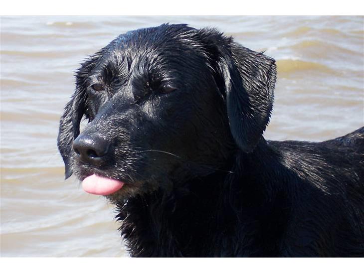 Labrador retriever Molly - Min elskede hund. Vandhunden Molly billede 1
