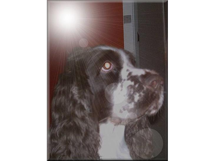 Engelsk springer spaniel bonnie - ja man sød ikke.. billede 1