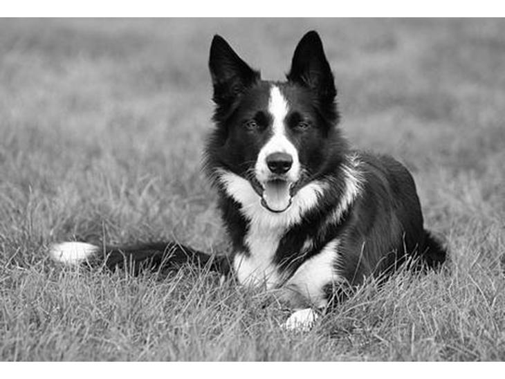 Border collie Indiana Jones "Indi" - RIP - Indiana Jones. Foto af schnauzerpower.dk billede 1