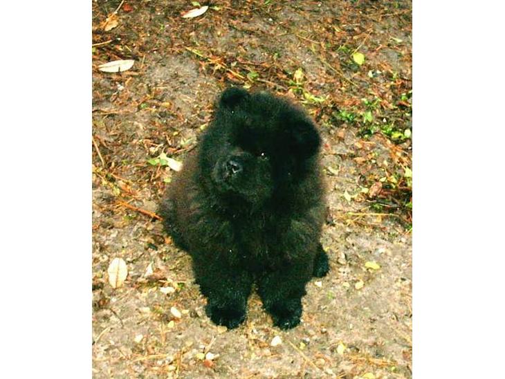 Chow chow Balder/ Incipit Que Feliz - Balder som helt lille baby! billede 1