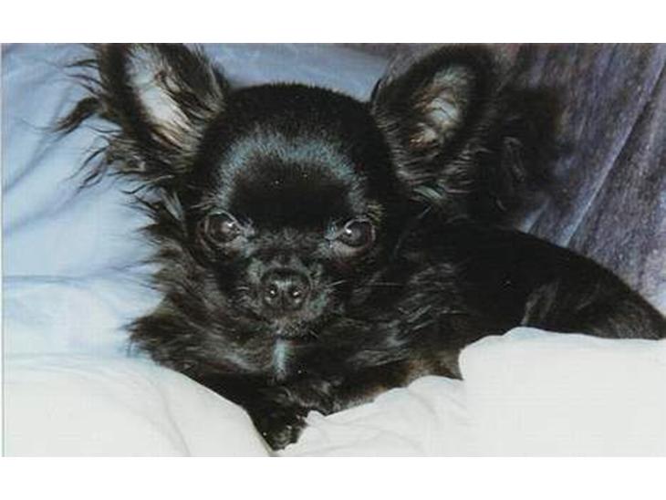 Chihuahua Gizmo (død) billede 1