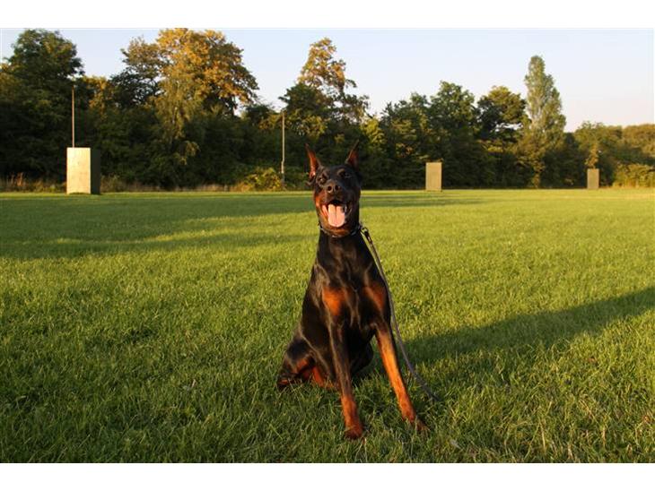 {{currentPhoto.altText}} billede {{currentPhoto.number}}