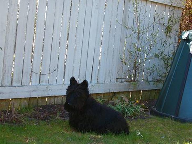 Skotsk terrier Dina *død* - Åhhh ja så slapper man rigtig af her i skyggen billede 1