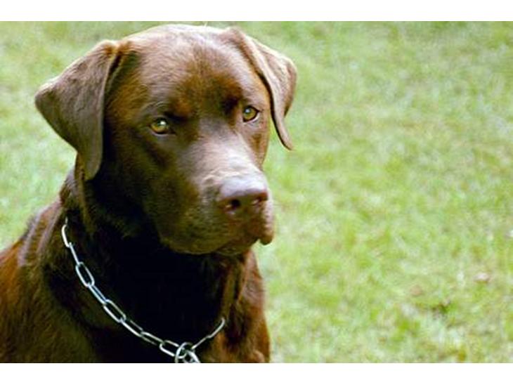 Labrador retriever Anton / Korols Bufas billede 1