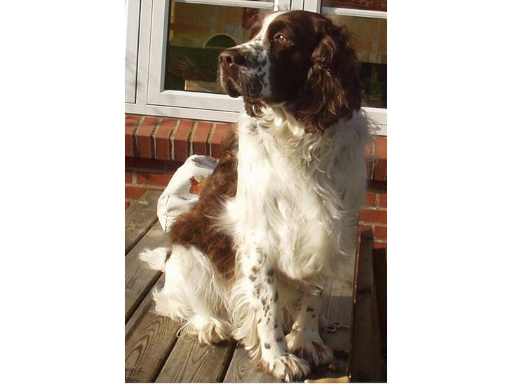 Engelsk springer spaniel Basse - Smukke basse bliver børstet... billede 1