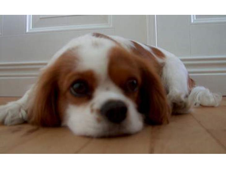 Cavalier king charles spaniel Abby - Hviler sig i stuen. billede 1