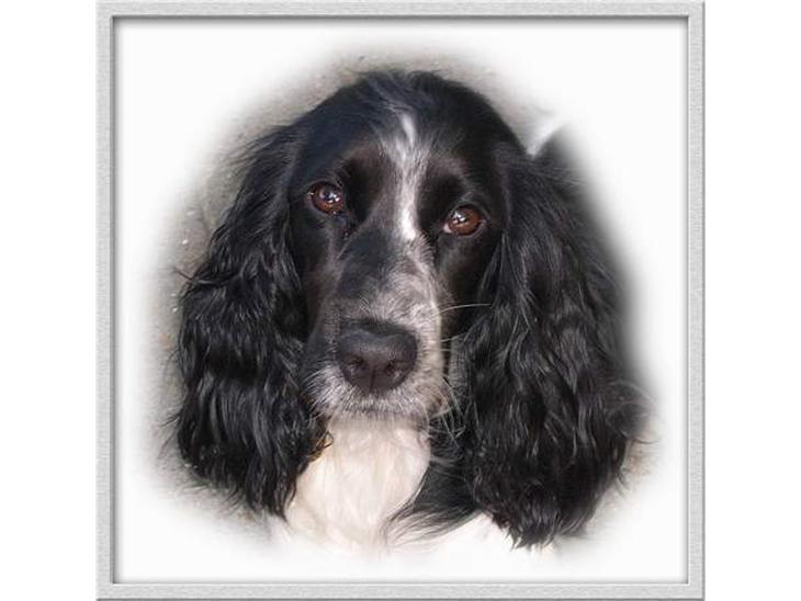 Cocker spaniel Ziki - Stjerne hunden billede 1