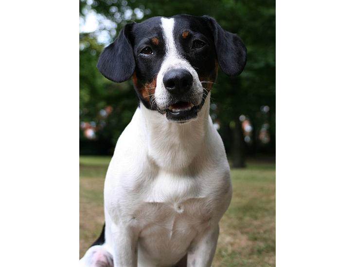 Dansk svensk gaardhund Nicki billede 1