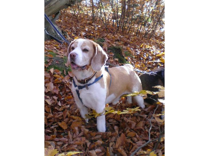 {{currentPhoto.altText}} billede {{currentPhoto.number}}