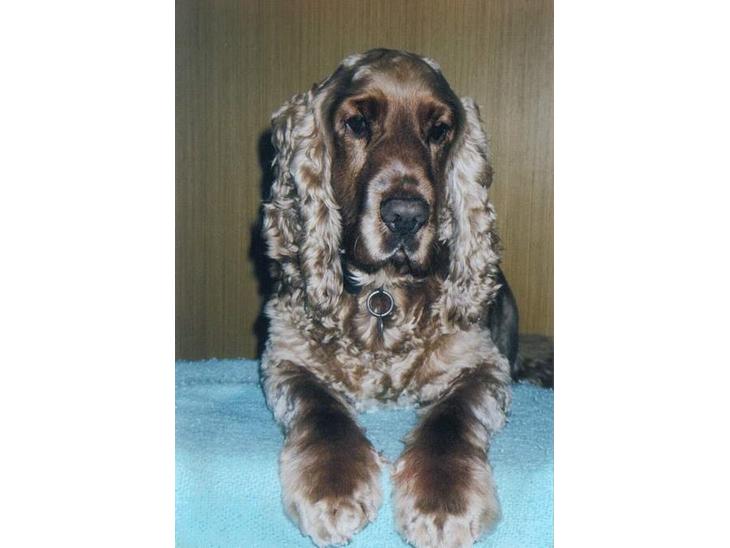 Cocker spaniel Bastian - Det her er Bastian... han er "lidt" fotogen. billede 1
