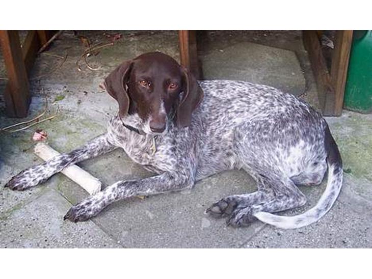 Gammel dansk hønsehund Ronja - Ronja med kødben billede 1