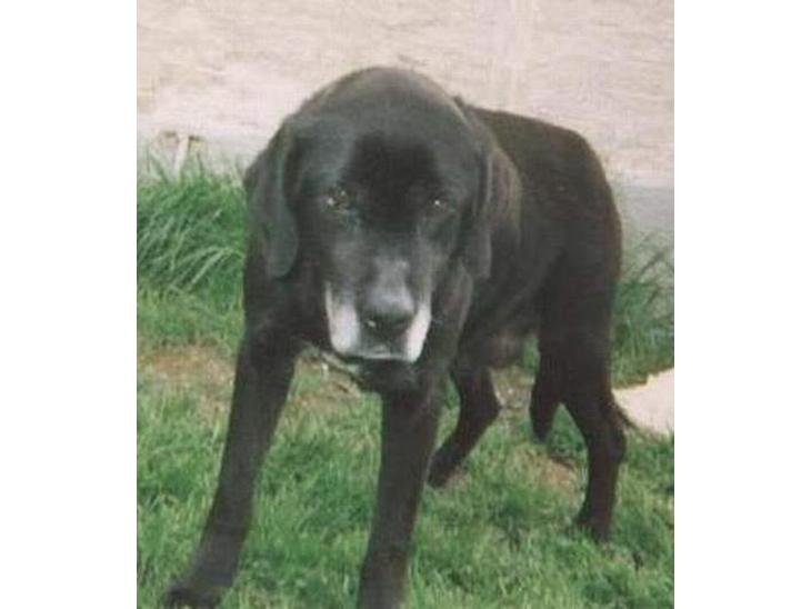 Labrador retriever Teglgaardens Lady *DØD* - Mit dyrebarest eje... Min dejlige hund Lady.. billede 1
