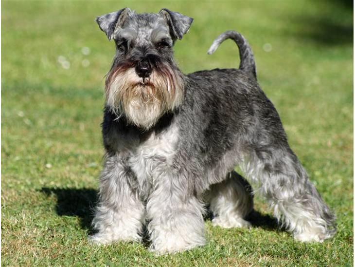 Dvaergschnauzer Dina - Jeg hedder Dina og er en salt / peber Dværgschnauzer billede 1