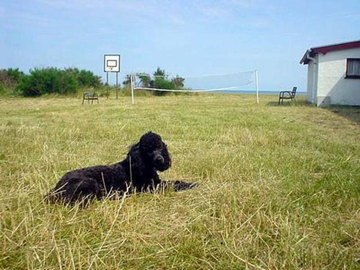 Dværgpuddel Balloo - Et styk lamse-hund på et styk græsplæne ;) billede 1