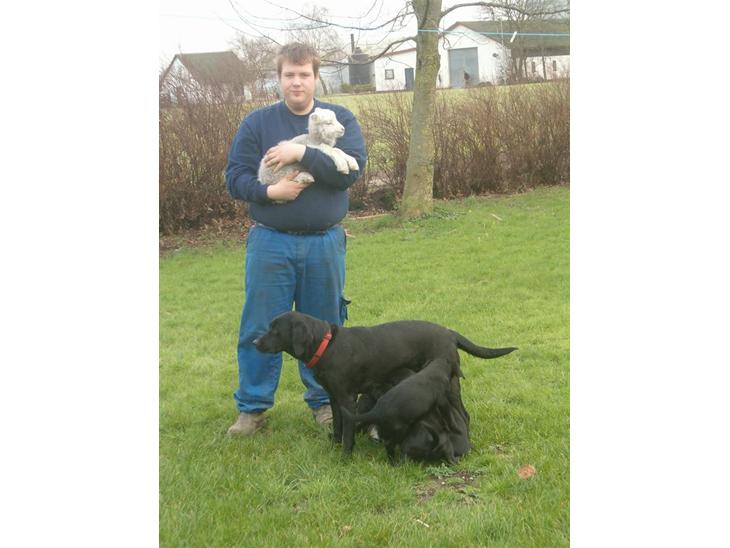 Labrador retriever           (formel1)Vikki  - Det er Så Vikki med det røde halsbånd, en masse hvalp fra da Vikki blev mor og Dennis med Lindberg, som blev Vikkis bedste ven, og de har været på sammen og badetur... billede 1