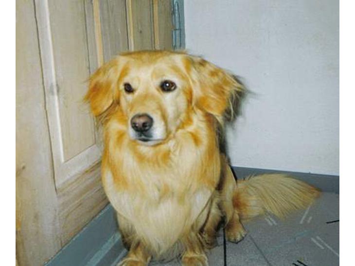 Blanding af racer Micki - Ååh såå dejlig hund...elsker ham<33 billede 1