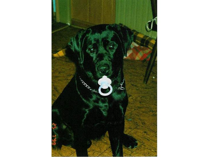 {{currentPhoto.altText}} billede {{currentPhoto.number}}