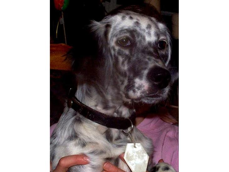 Engelsk setter Molte billede 1