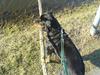 Rottweiler Toffi